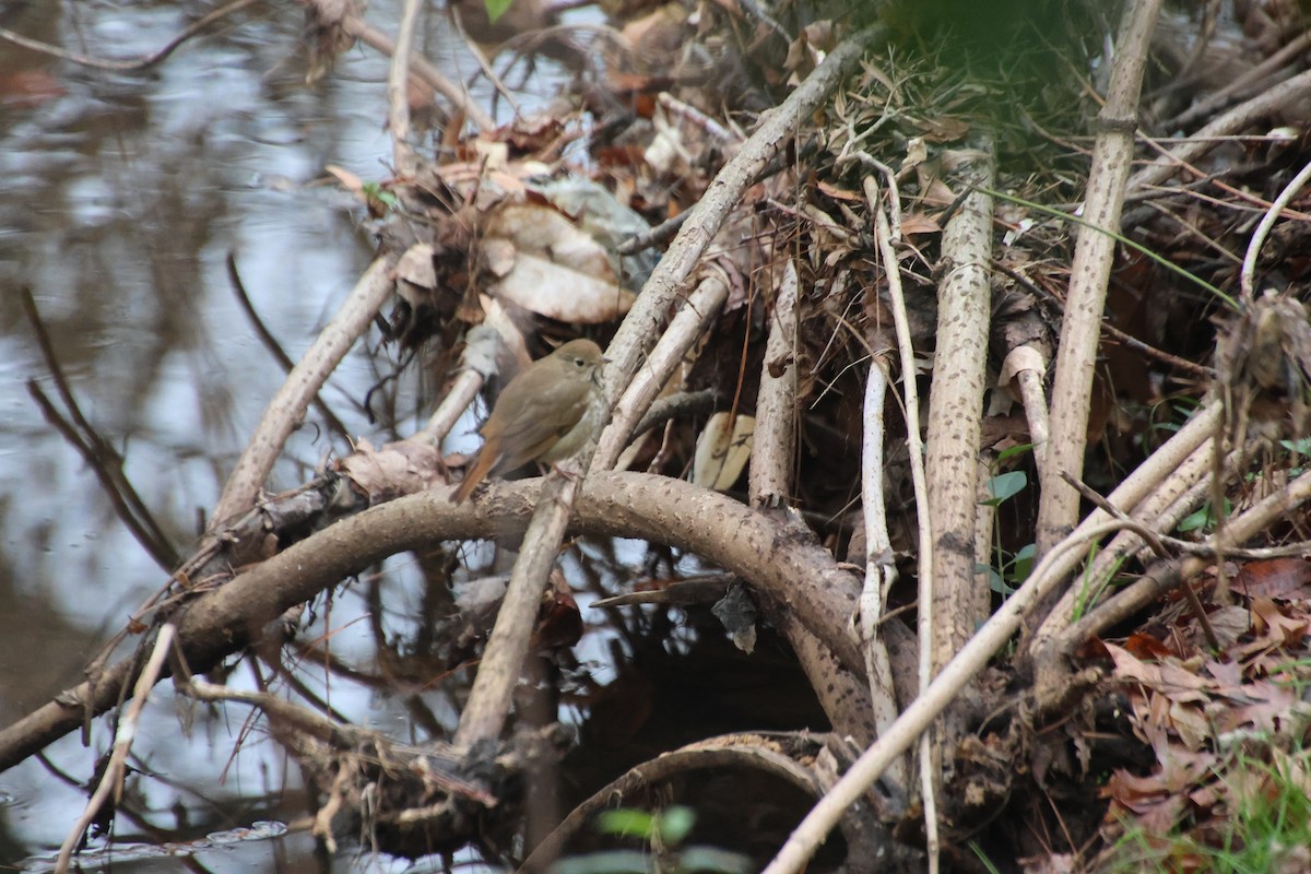 Grive solitaire - ML646521803