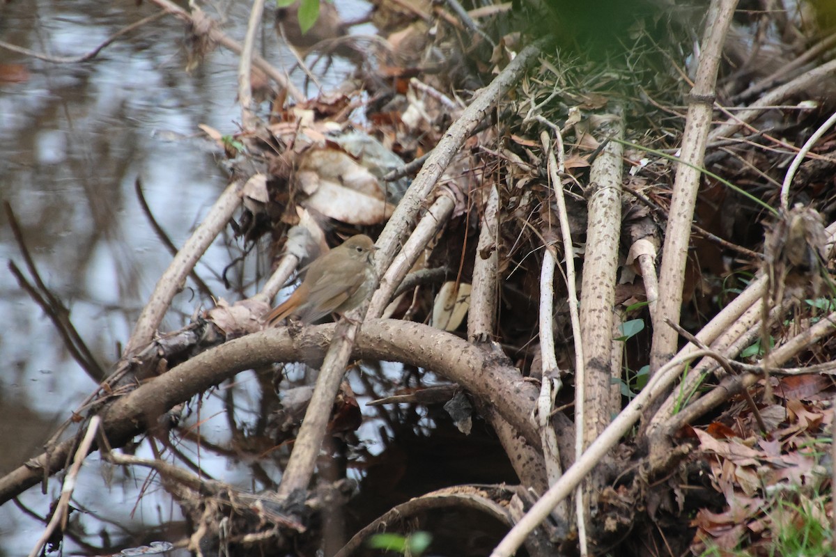 Grive solitaire - ML646521804