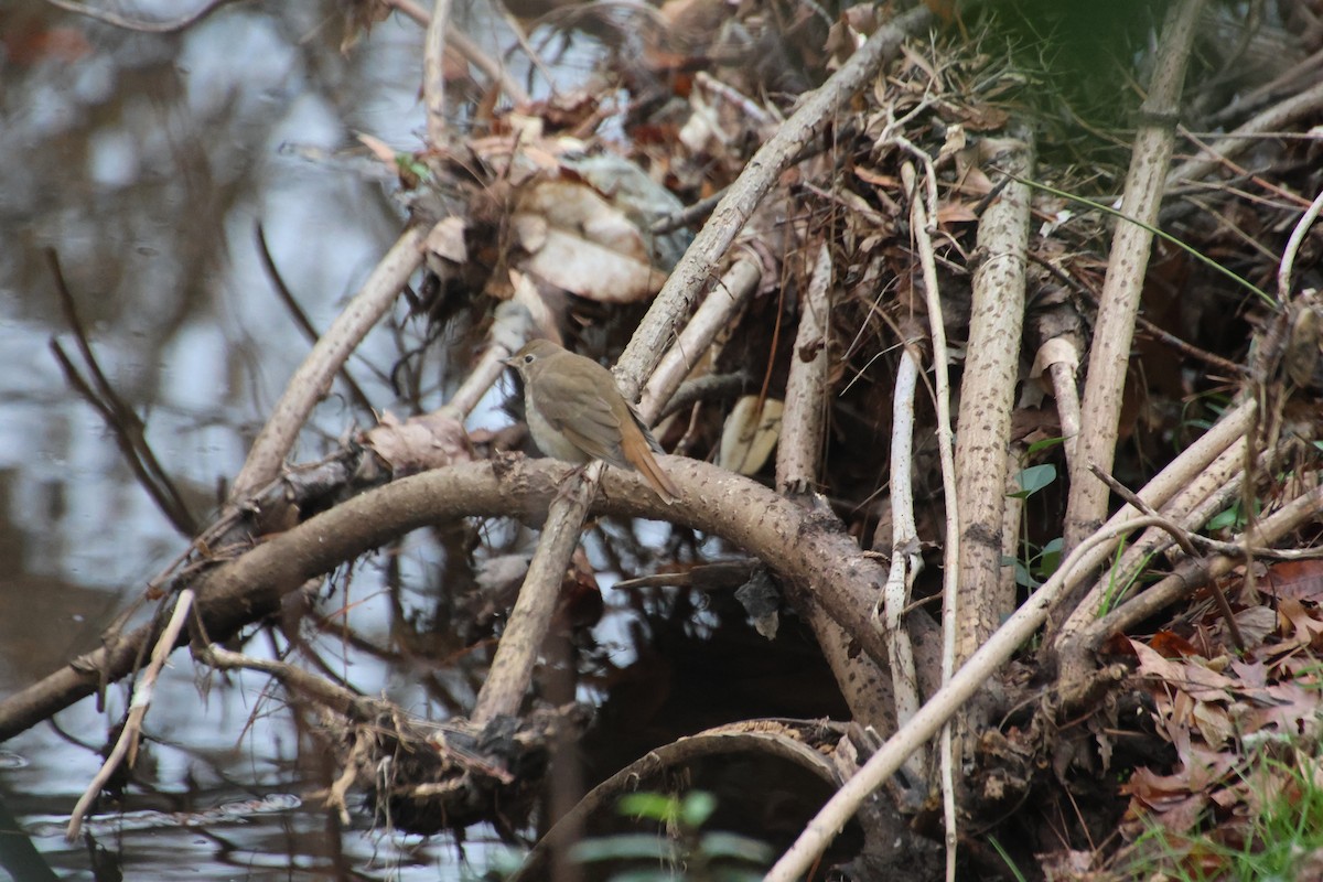 Grive solitaire - ML646521805