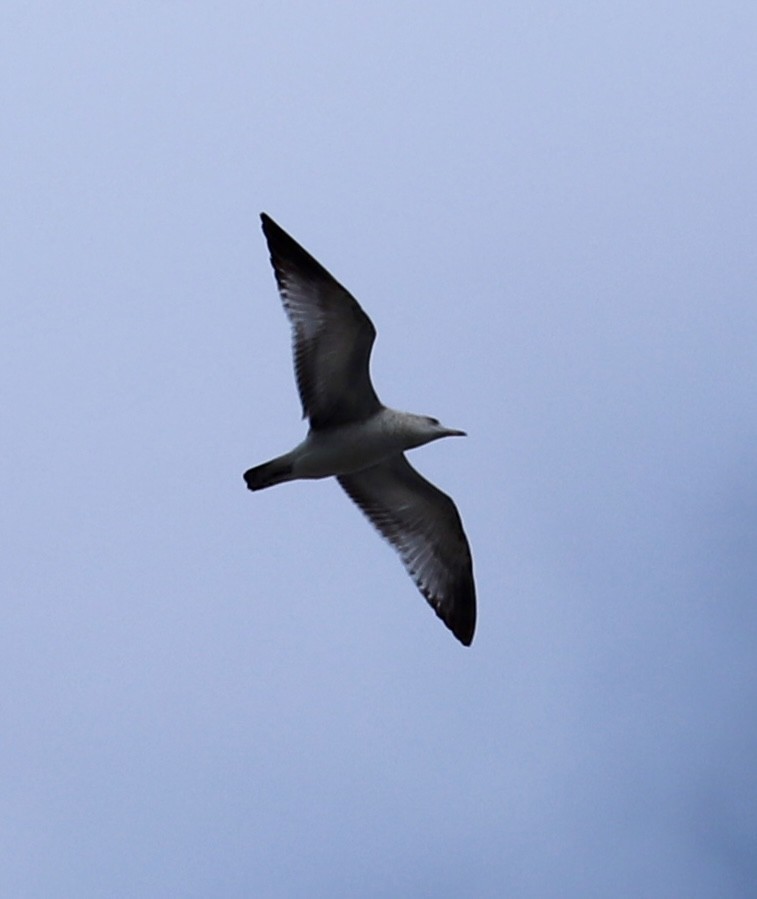 Goéland à bec cerclé - ML646521806