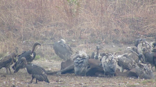 Сип бенгальський - ML646521807