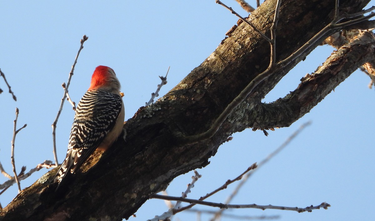 Red-bellied Woodpecker - ML646521809