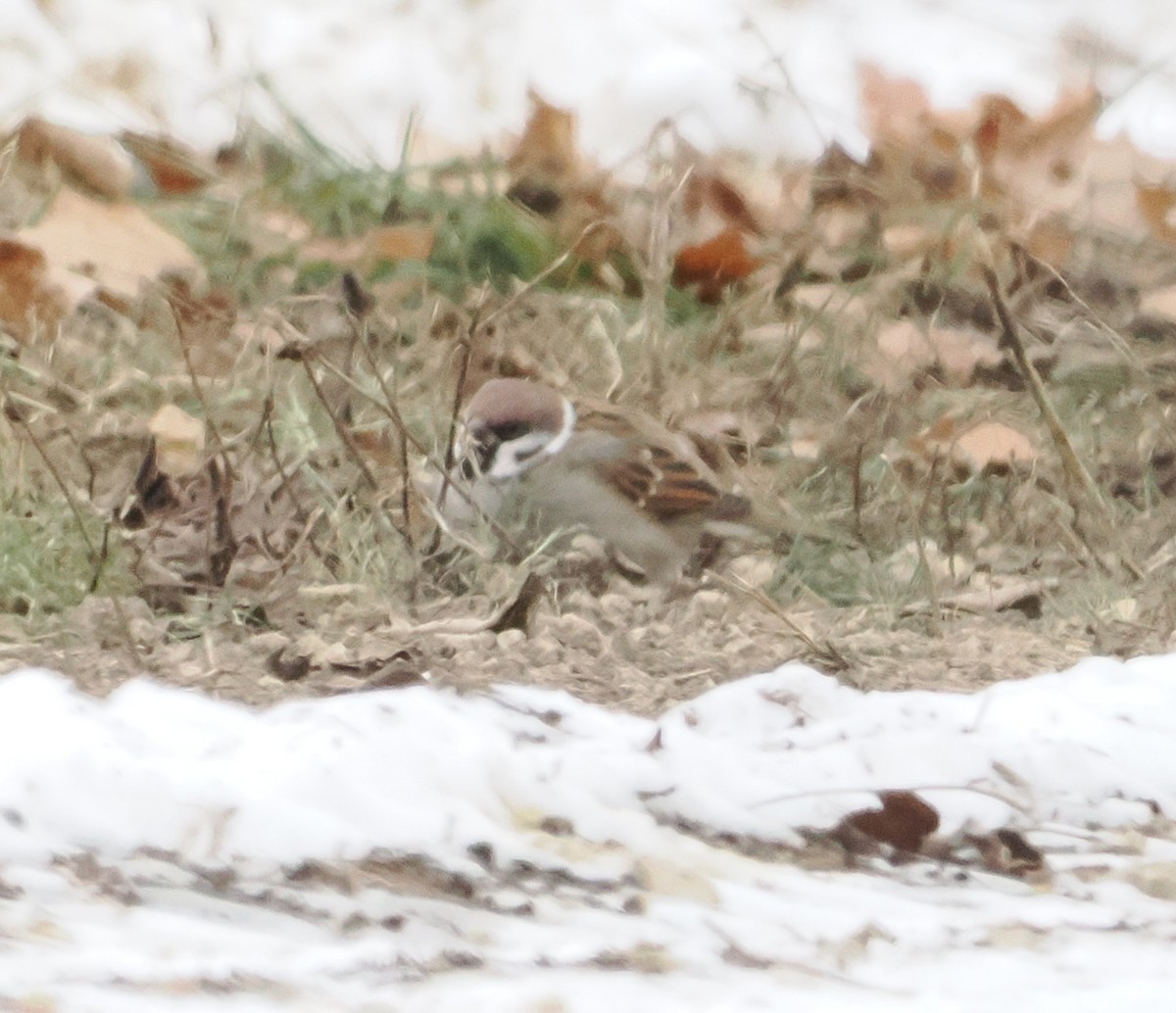Eurasian Tree Sparrow - ML646521810