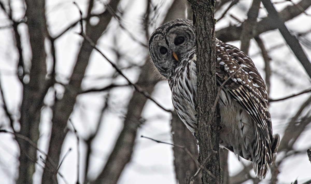 Barred Owl - ML646521811