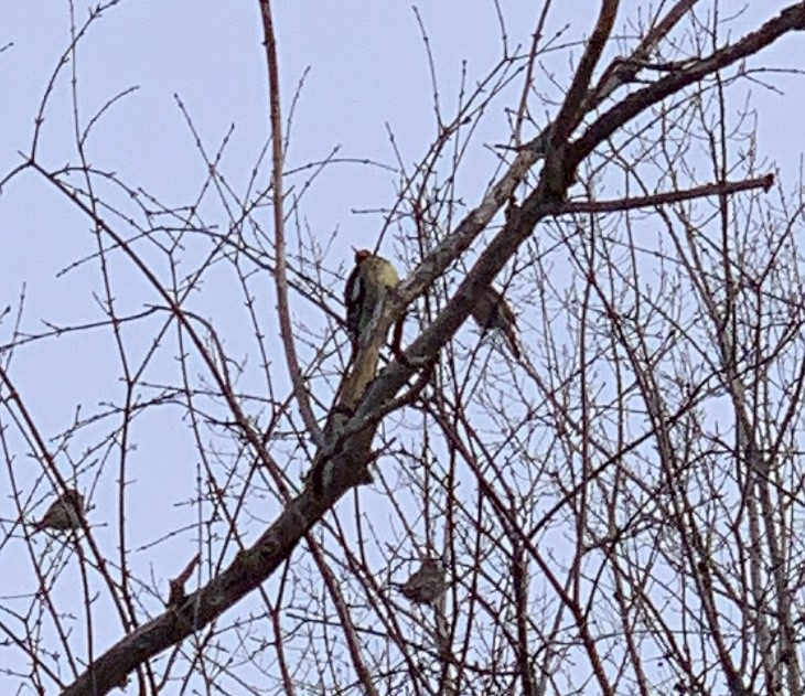 Yellow-bellied Sapsucker - ML646521814