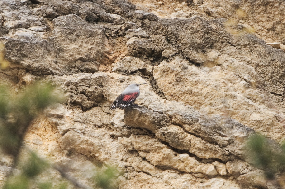 Wallcreeper - ML646521817