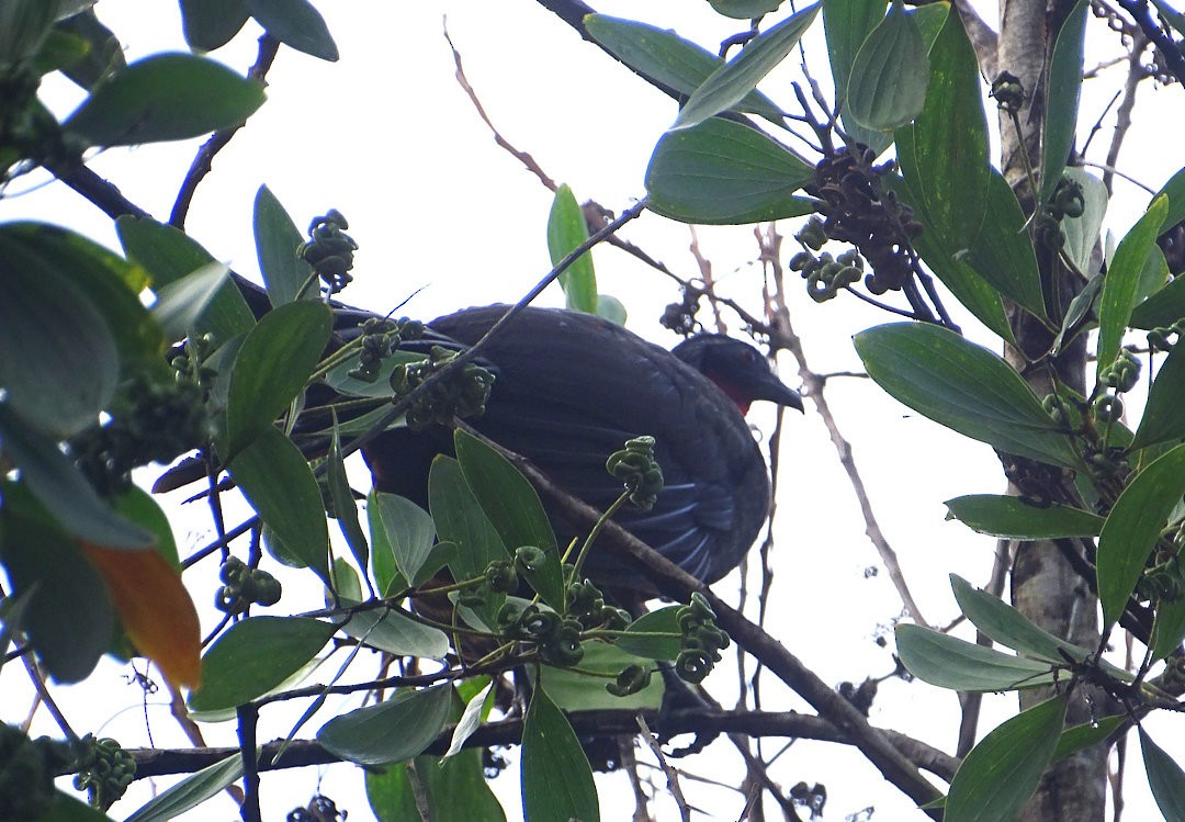 Pava Yacupemba - ML646521819