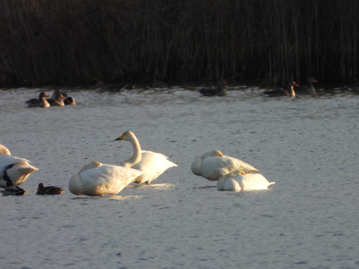 labuť zpěvná - ML646521821