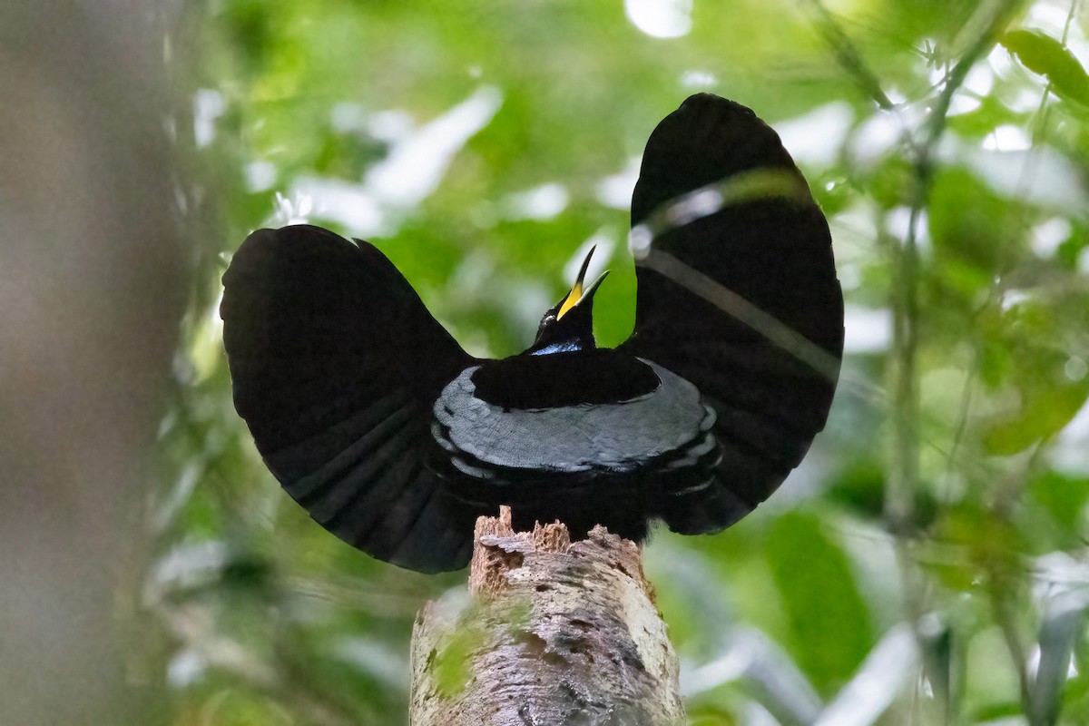 asurstrupeparadisfugl - ML646521823