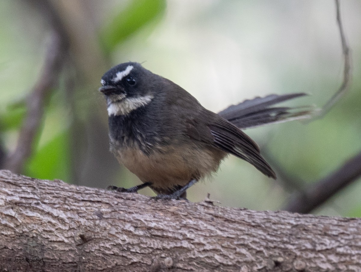 Kömürcü Katmerkuyruk - ML646521825