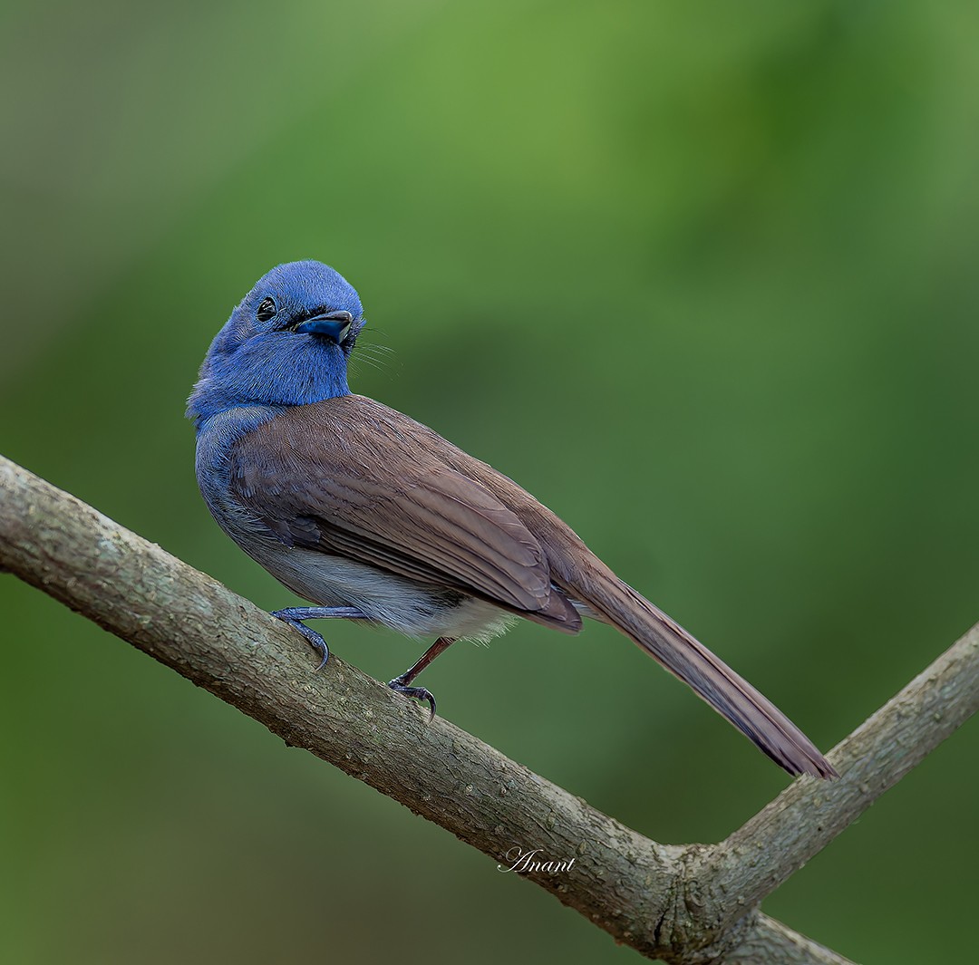 クロエリヒタキ - ML646521826