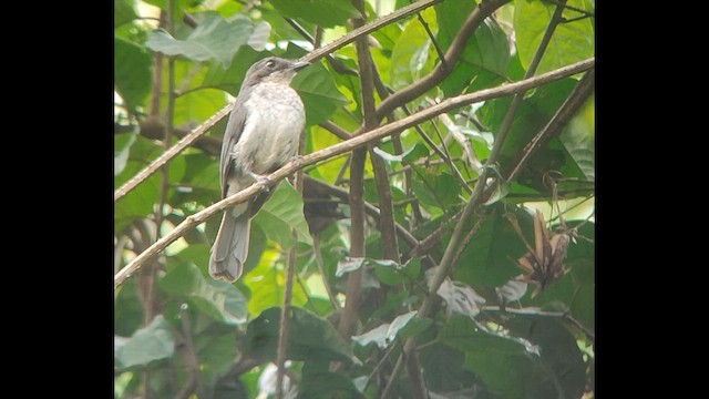 Мухарка лісова (підвид prosphora/kelsalli) - ML646521827