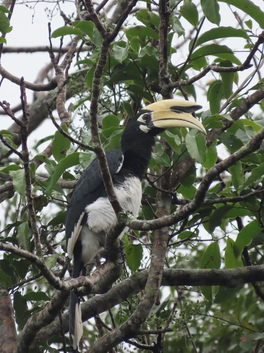Oriental Pied-Hornbill - ML646521830