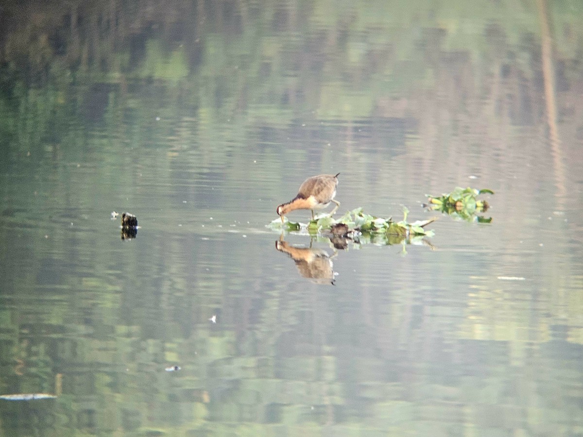 Bronze-winged Jacana - ML646521833
