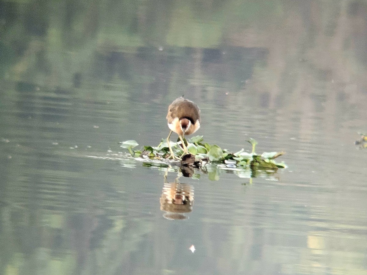 Bronze-winged Jacana - ML646521834