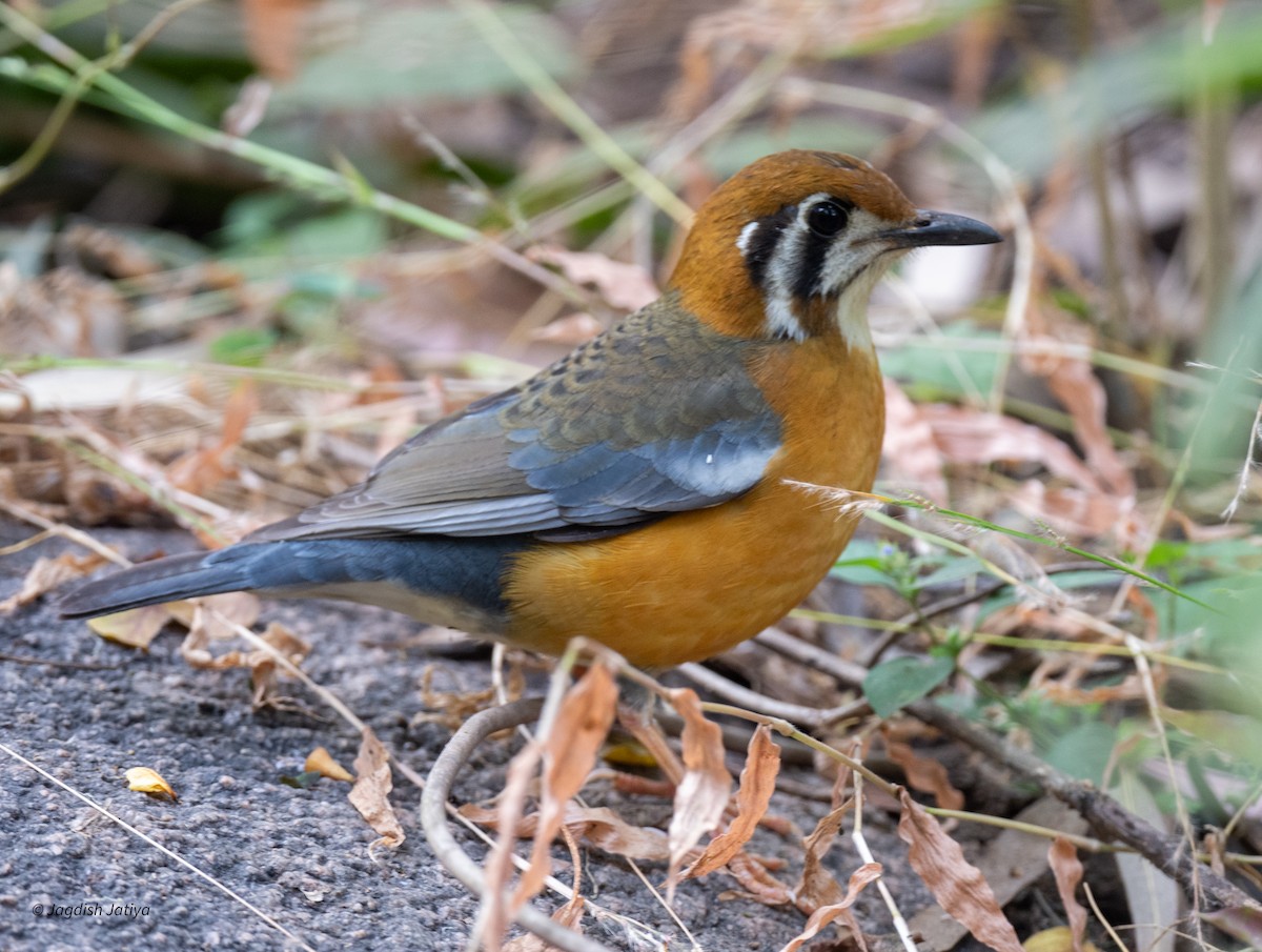 Turuncu Başlı Ardıç (cyanota) - ML646521838