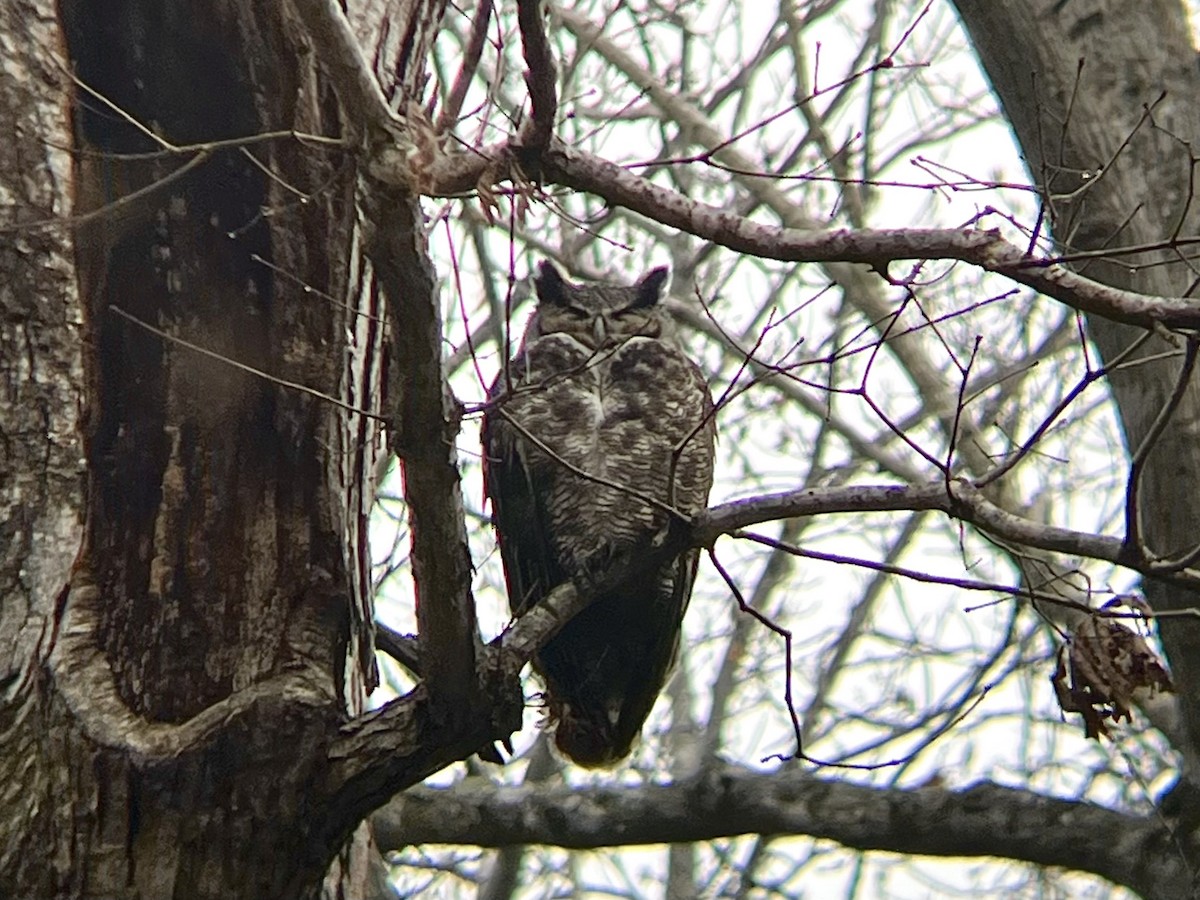 Great Horned Owl - ML646521839