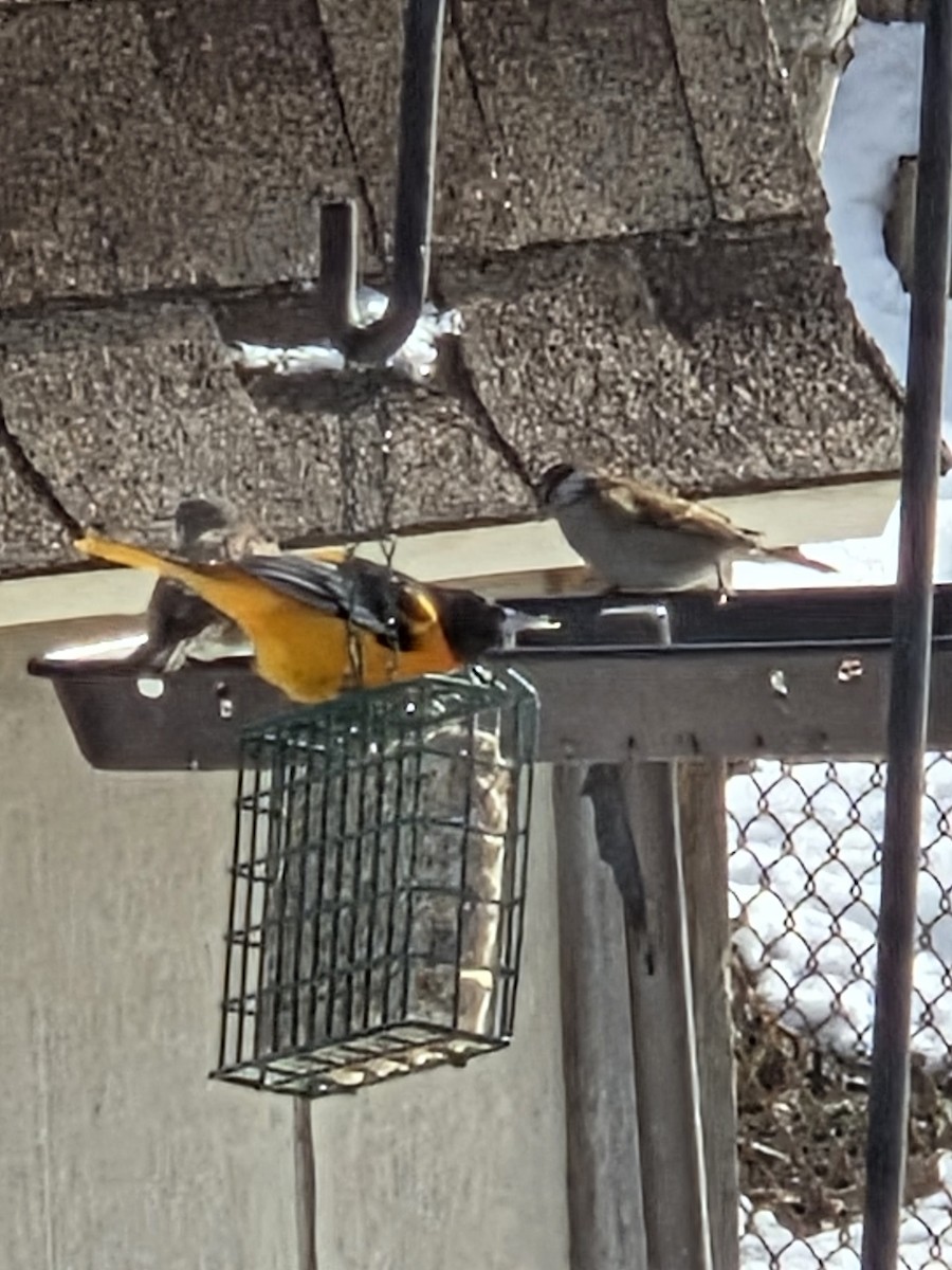 Baltimore Oriole - ML646521841