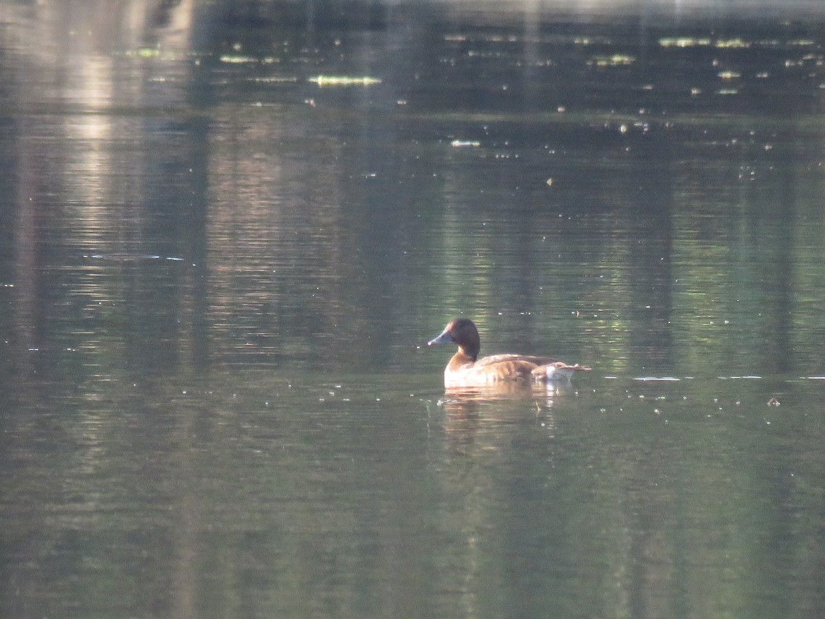 Ferruginous Duck - ML646521842