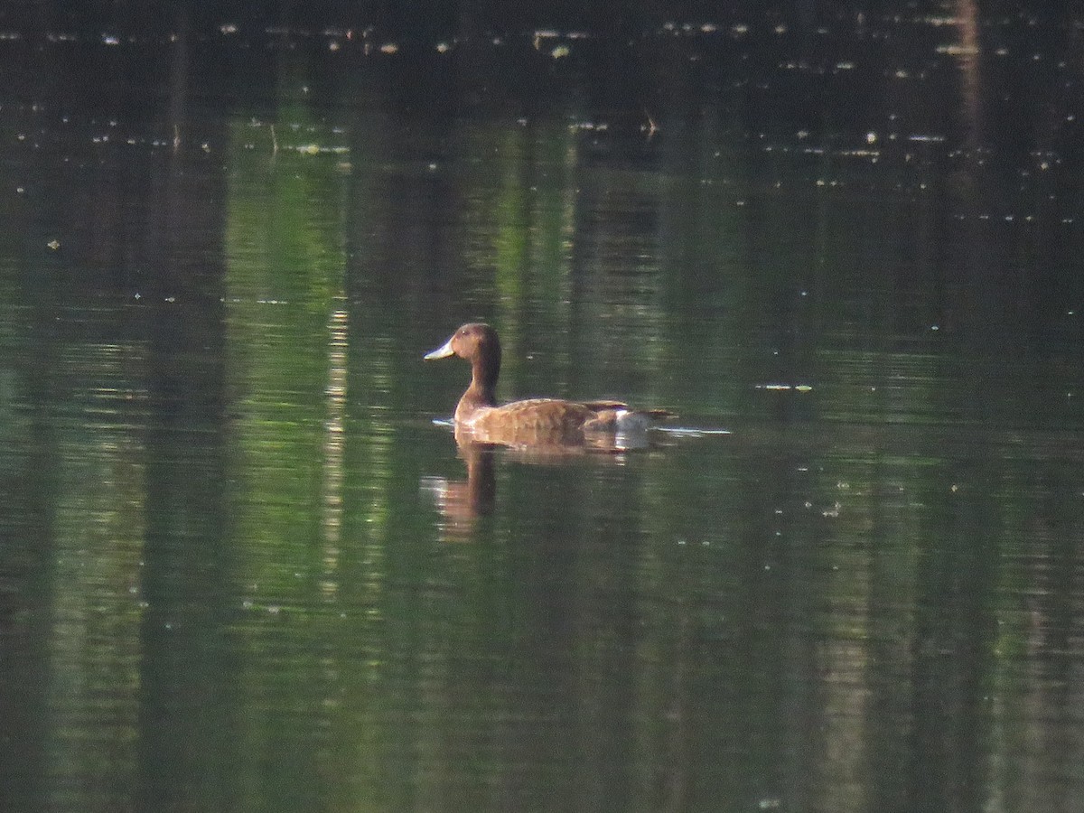 Ferruginous Duck - ML646521843