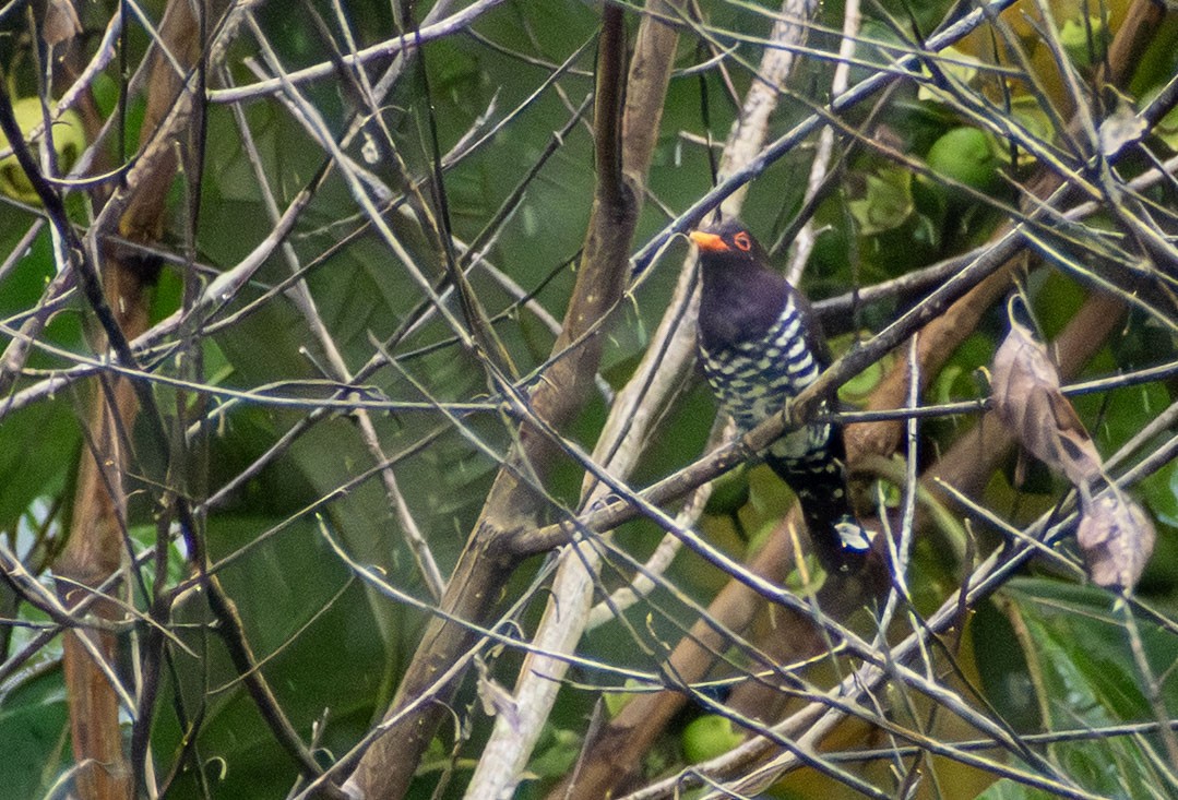 Coucou violet - ML646521844