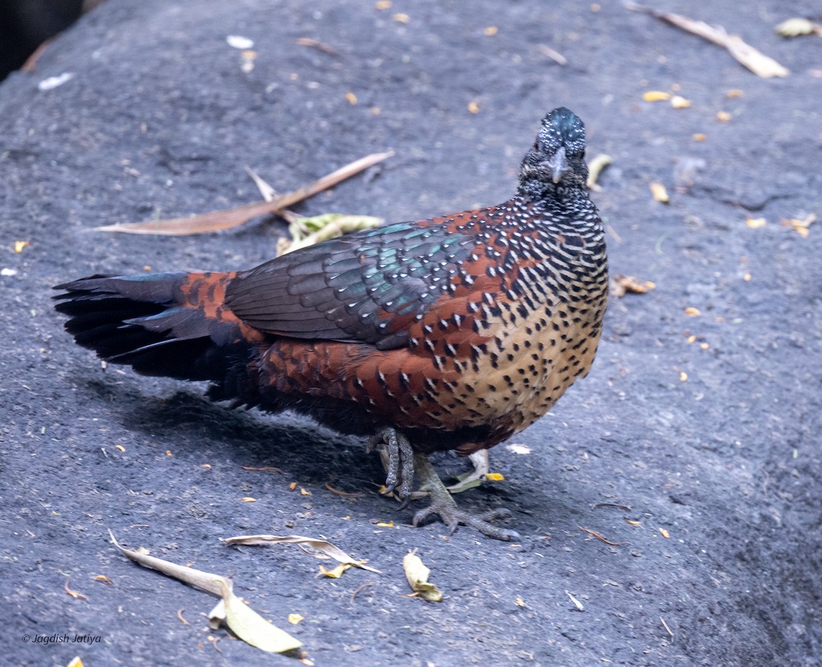 Boyalı Horoz Kekliği - ML646521845