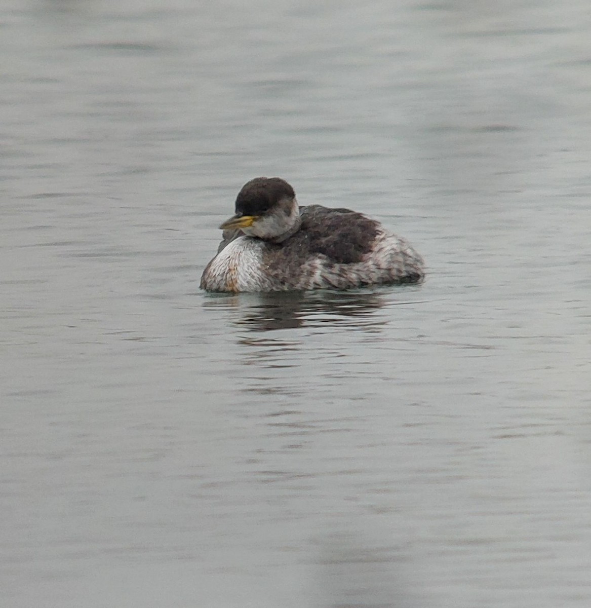 Red-necked Grebe - ML646521847