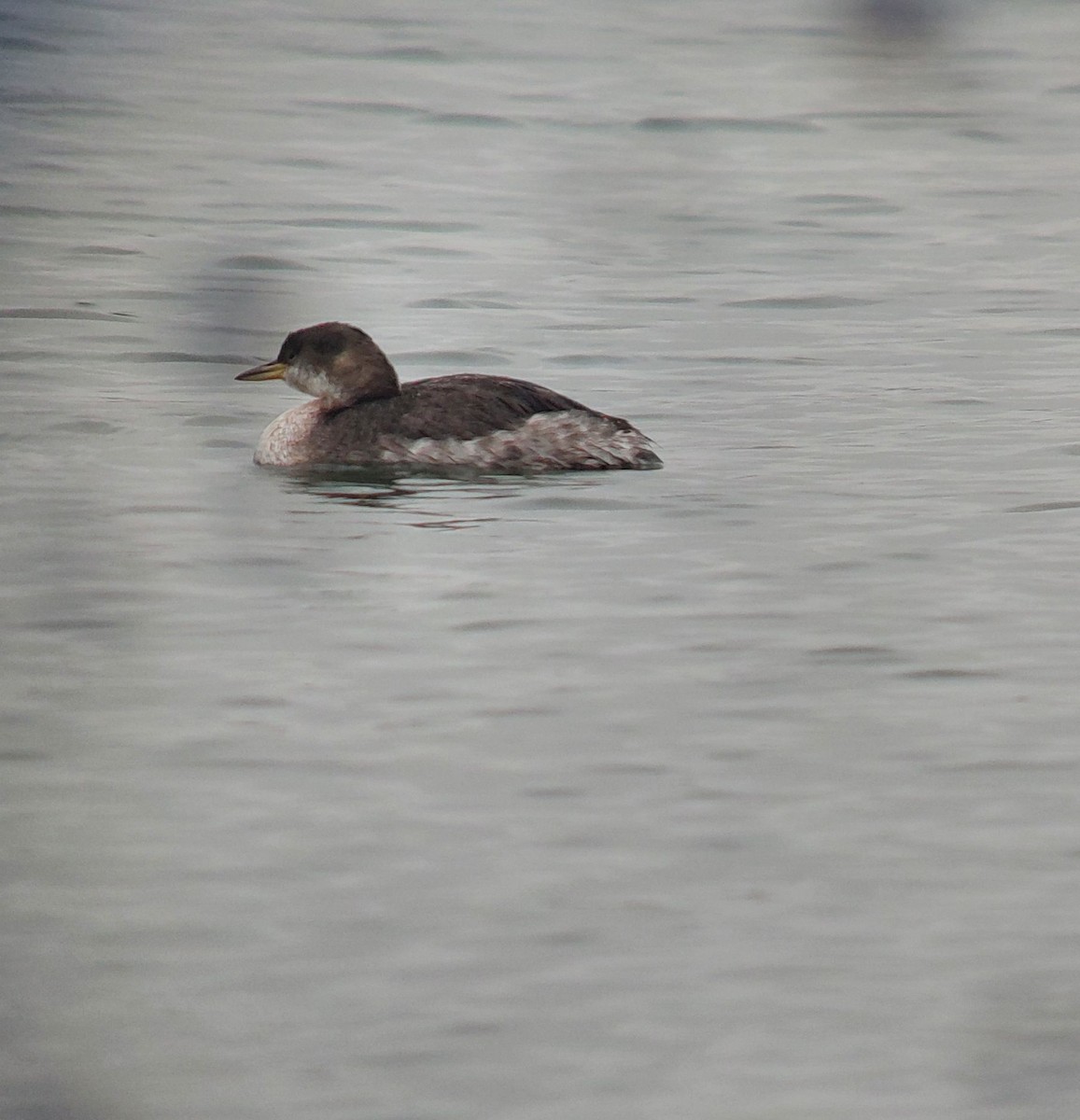 Red-necked Grebe - ML646521848