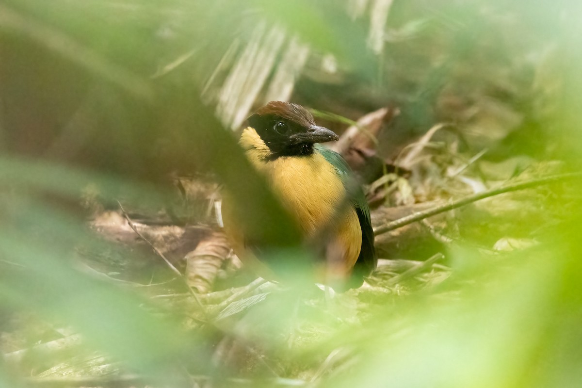 palettpitta - ML646521851