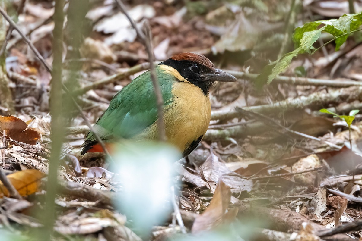 palettpitta - ML646521852