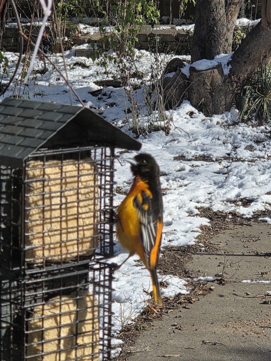 Baltimore Oriole - ML646521853