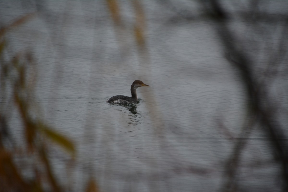 Red-necked Grebe - ML646521855