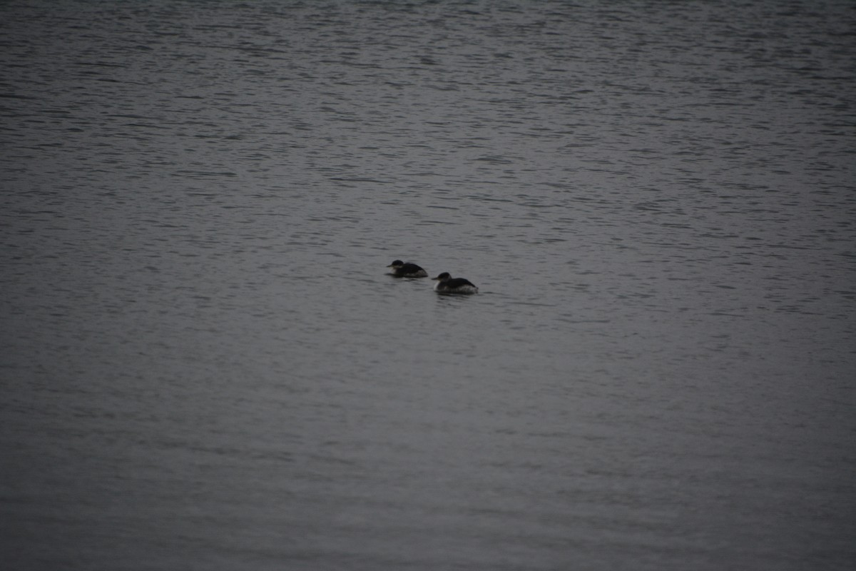 Red-necked Grebe - ML646521856
