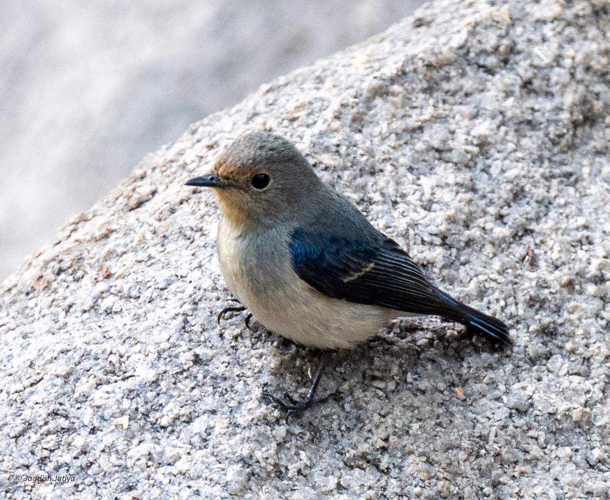 Duru Mavi Sinekkapan - ML646521857