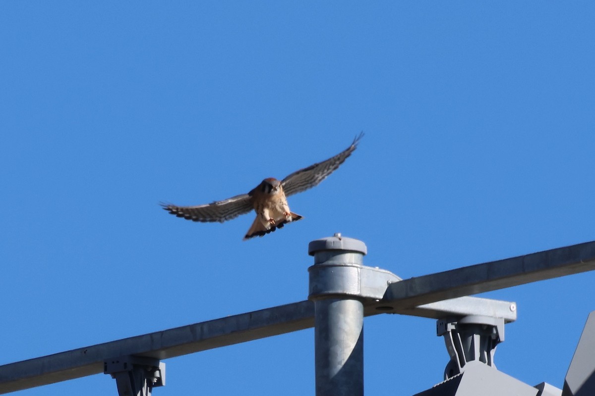 American Kestrel - ML646521859