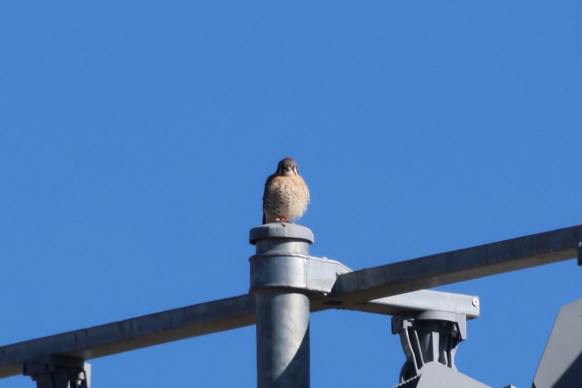 American Kestrel - ML646521860