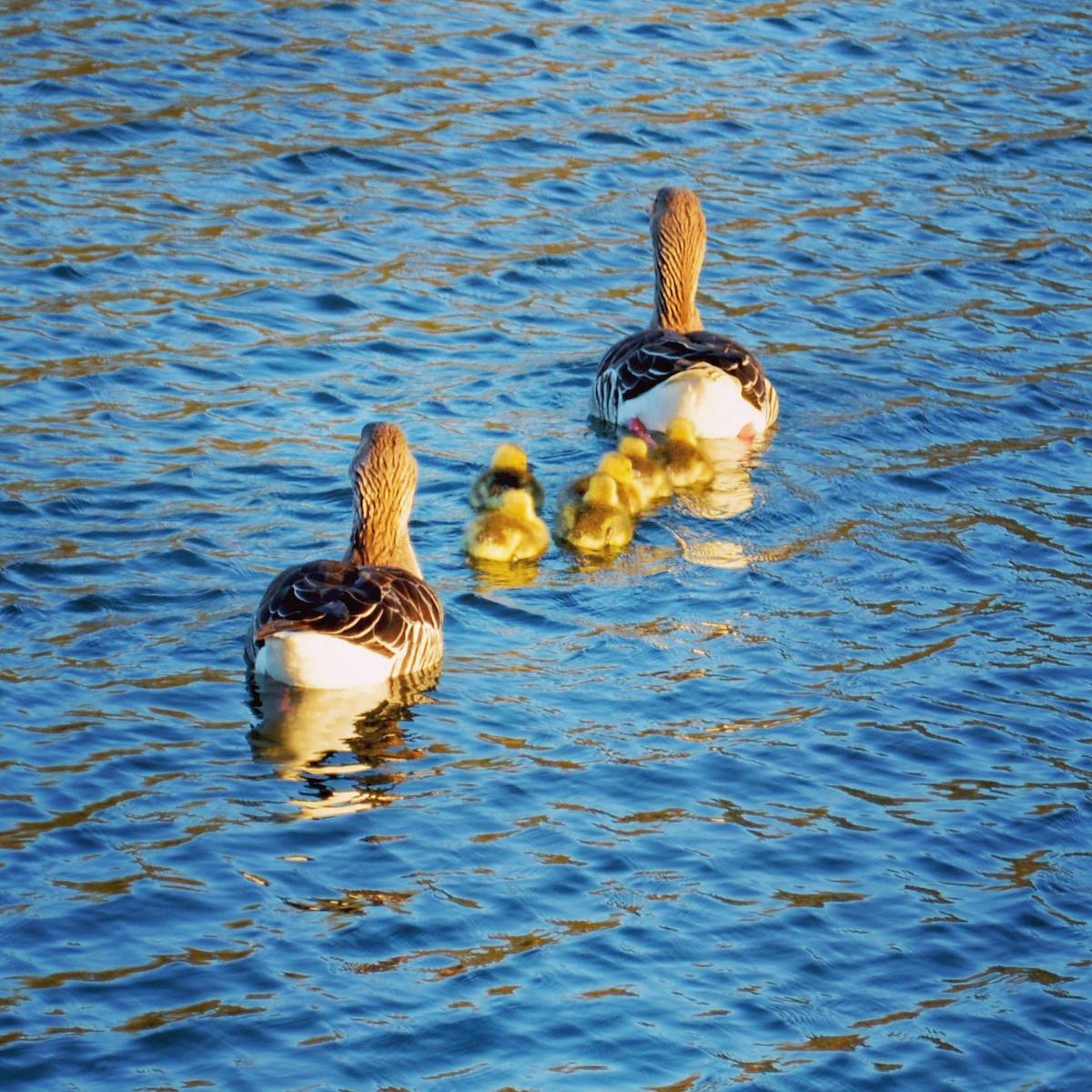 Graylag Goose (European) - ML646521864