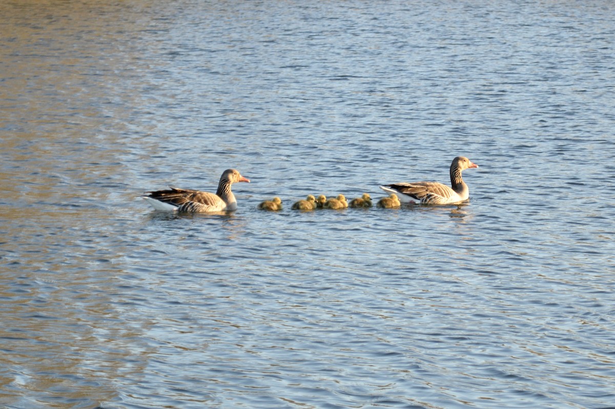 Graylag Goose (European) - ML646521865