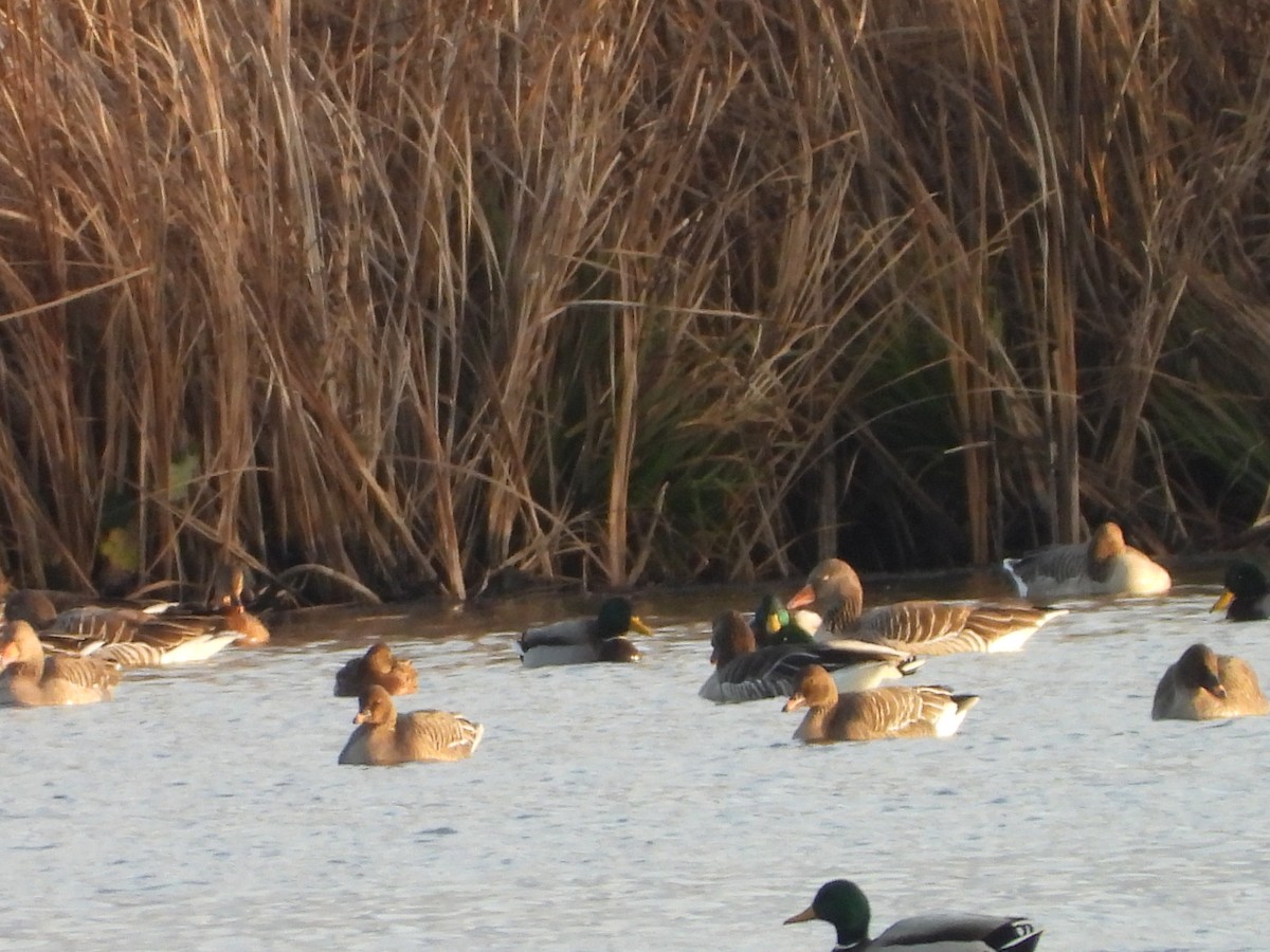 husa tundrová - ML646521866