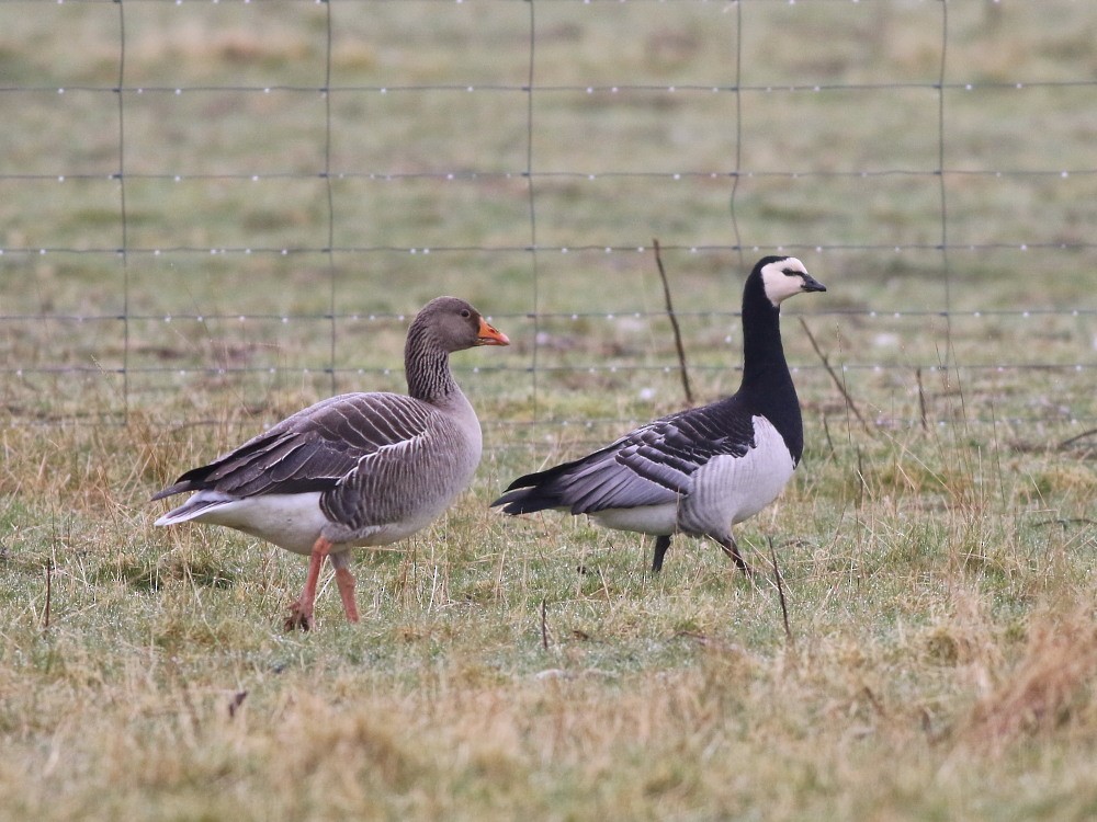 Barnacle Goose - ML646521870