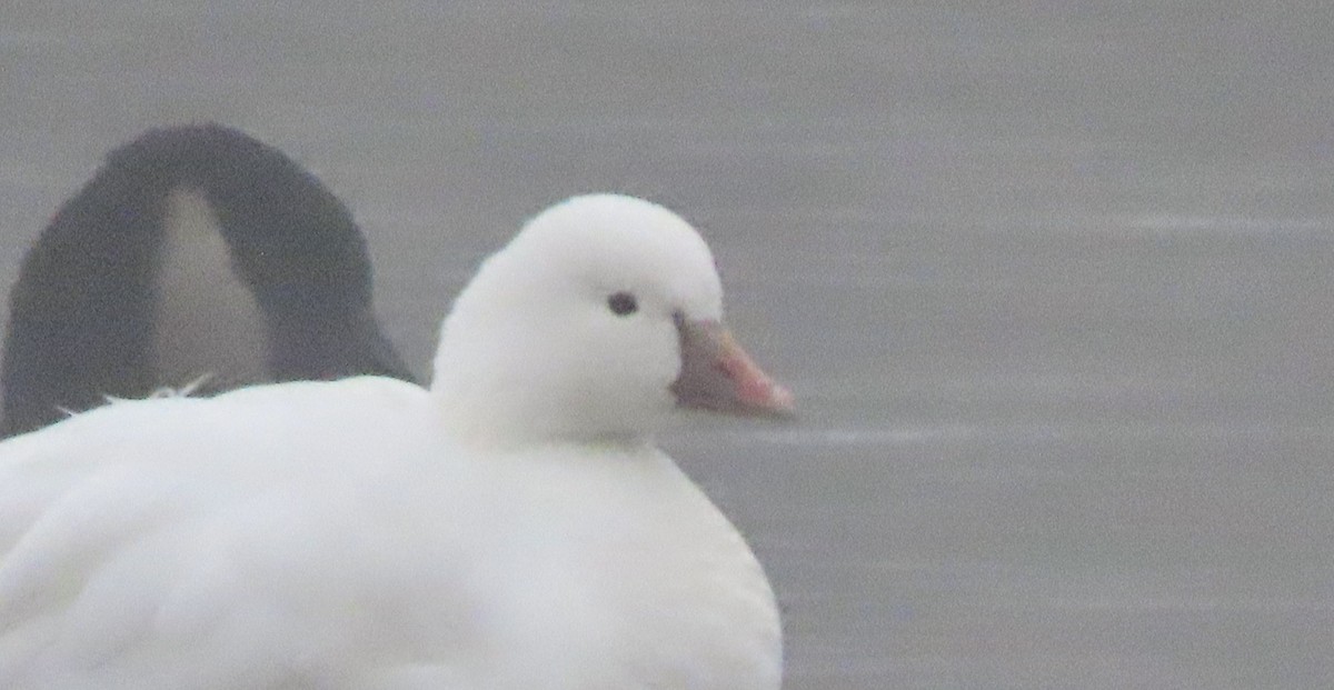 Ross's Goose - ML646521871
