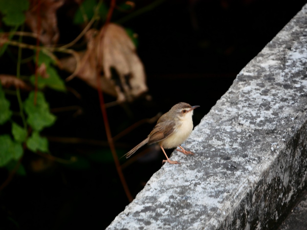 Prinia simple - ML646521874