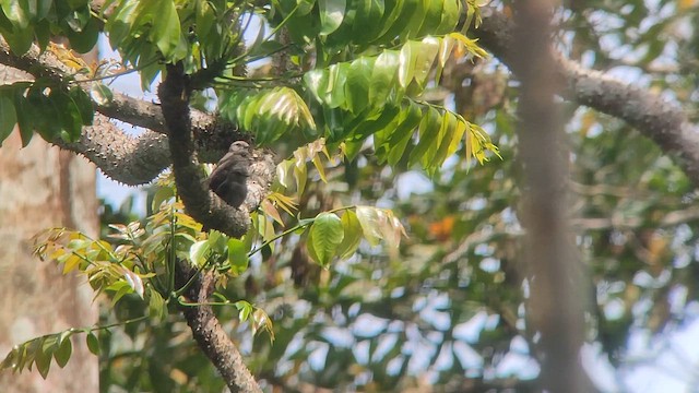 Мухоловка ластівкова - ML646521875