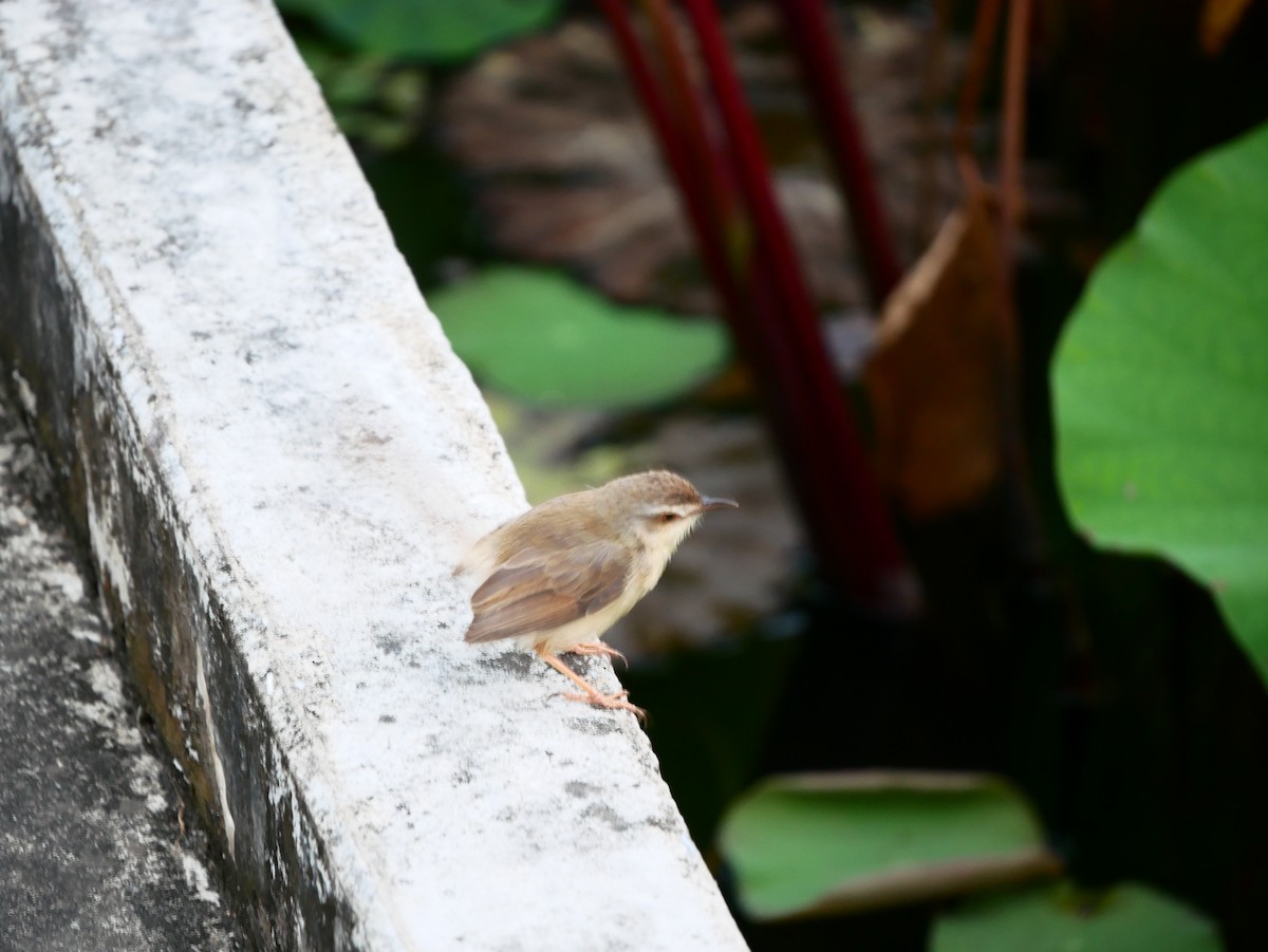 Prinia simple - ML646521876