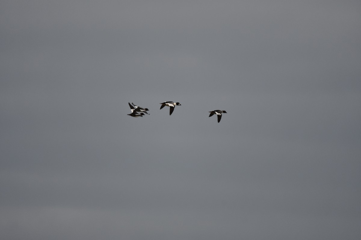 Common Goldeneye - ML646521877