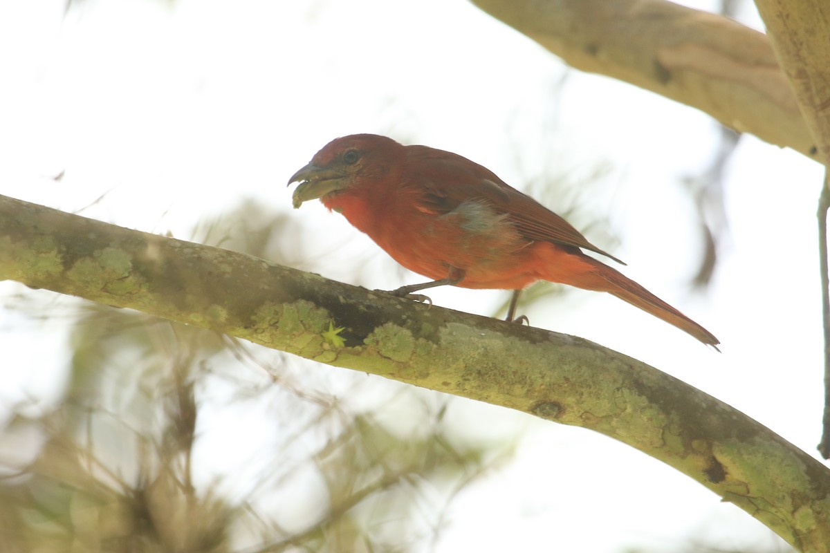 Hepatic Tanager - ML646521879