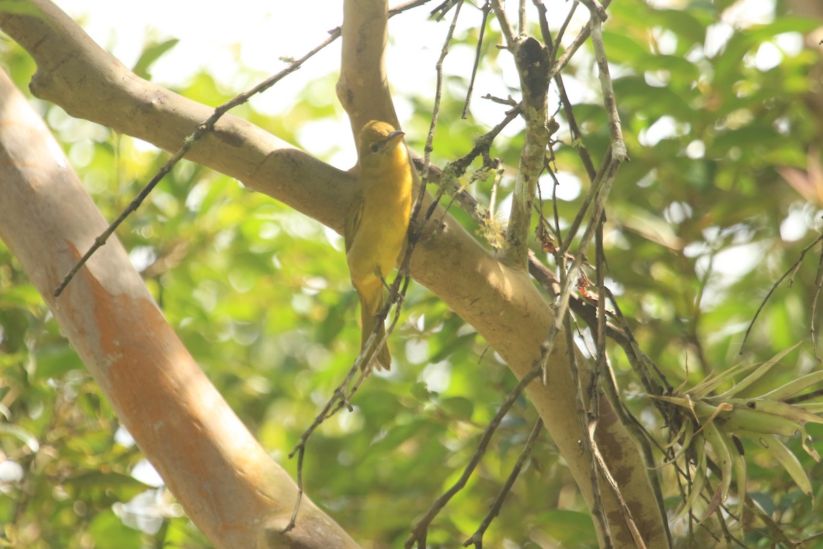 Hepatic Tanager - ML646521880