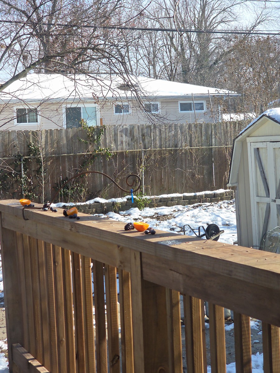 Baltimore Oriole - ML646521881