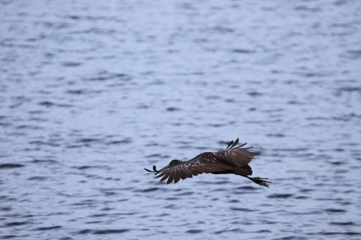 Courlan brun - ML646521882