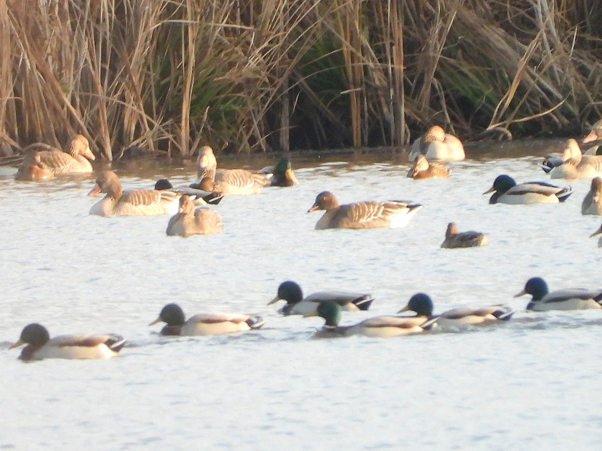 husa tundrová - ML646521883